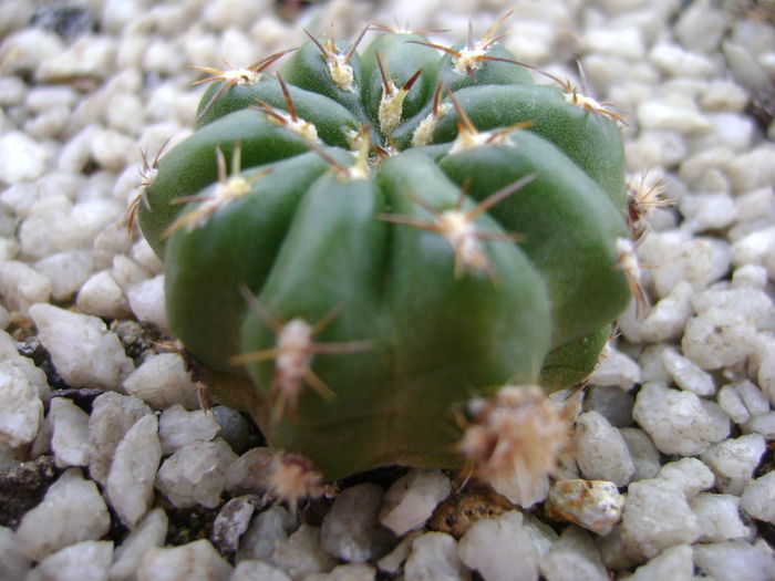 Matucana polzii