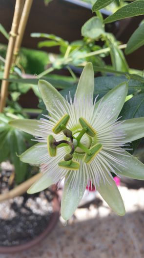 Constance Elliott - Passiflora