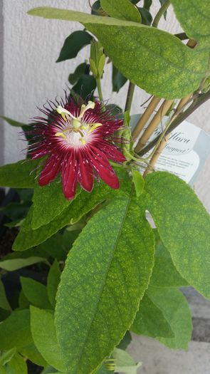 Lady Margaret - Passiflora