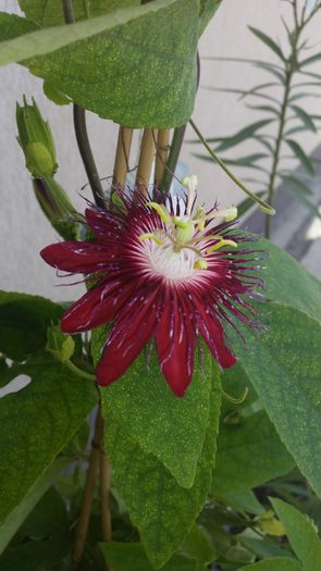 Lady Margaret - Passiflora