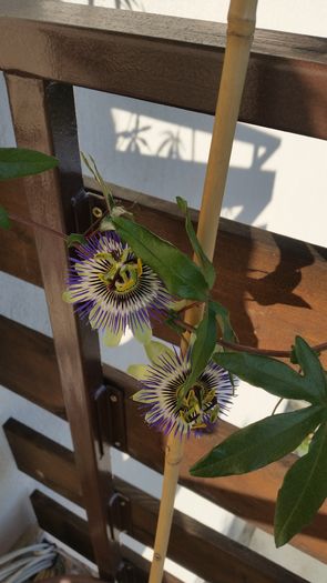 20160615_190556 - Passiflora