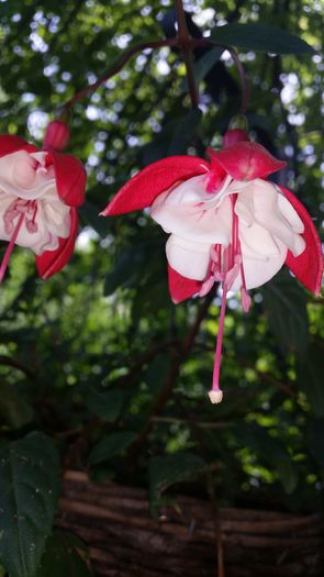 20160617_121815 - Fuchsia