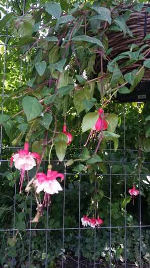 20160601_142230 - Fuchsia