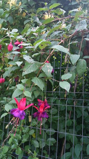 20160601_142214 - Fuchsia