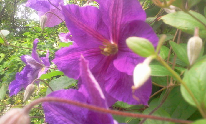 Fotografie1299 - Clematite 2015-prezent
