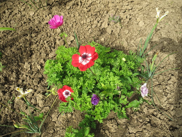 IMG_8541 - Anemone De Caen