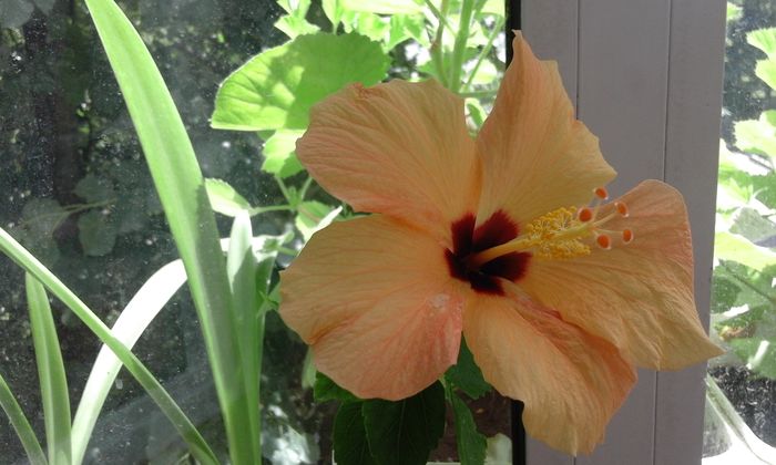 20160617_133715 - Flori 2016