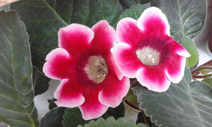 20160617_133834 - Flori 2016