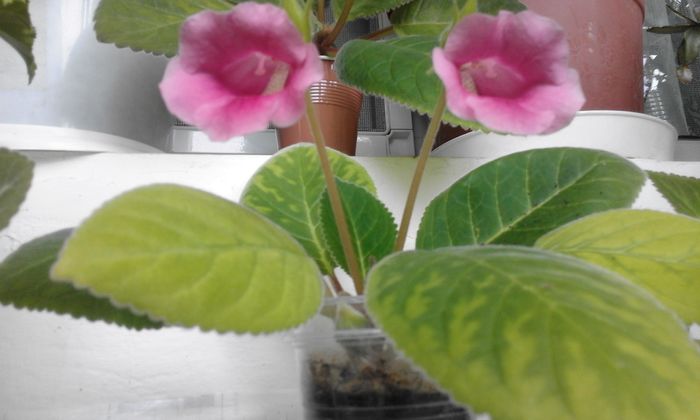 20160617_133944 - Flori 2016