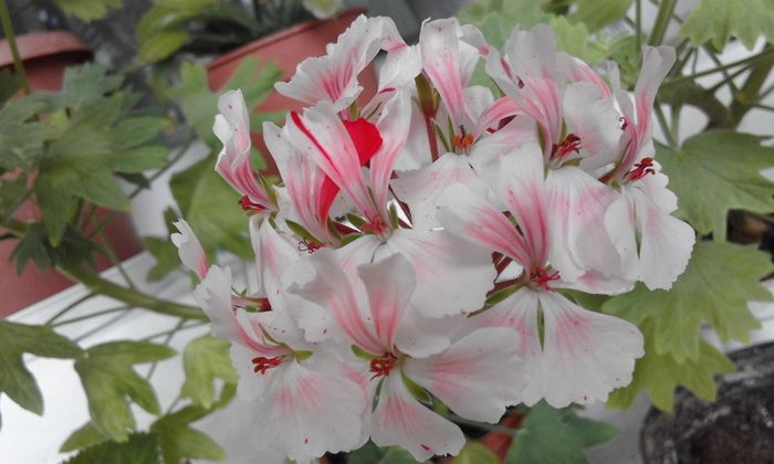 20160617_134013 - Flori 2016