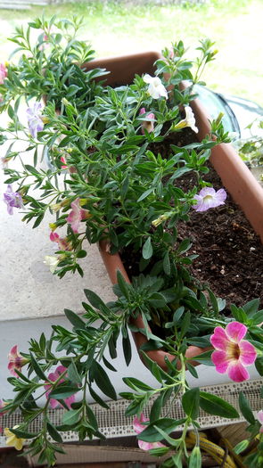 IMG_20160617_141212 - Flori de terasa