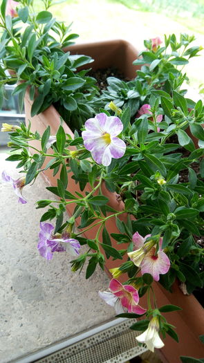 IMG_20160617_141209 - Flori de terasa