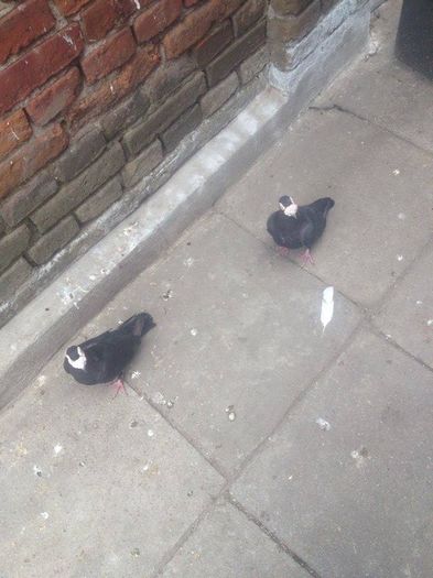 13474013_1067397293298135_598984098_n