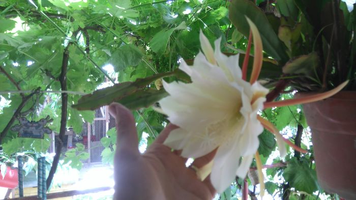 DSC_0380 - Flori apartament