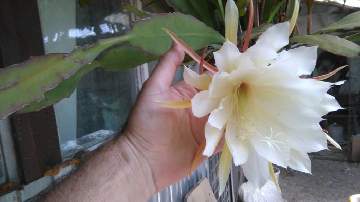 DSC_0386 - Flori apartament