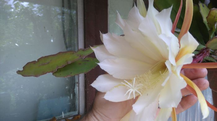 ephiphillum galben - Flori apartament