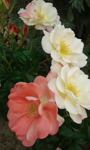 20160617_101320 - ROSE ROMANTIC 76