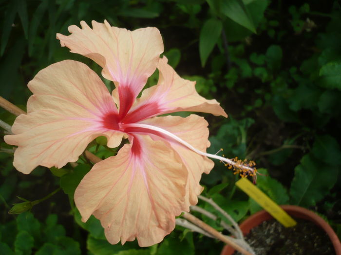 P1270317 - HIBISCUSI 2016-2