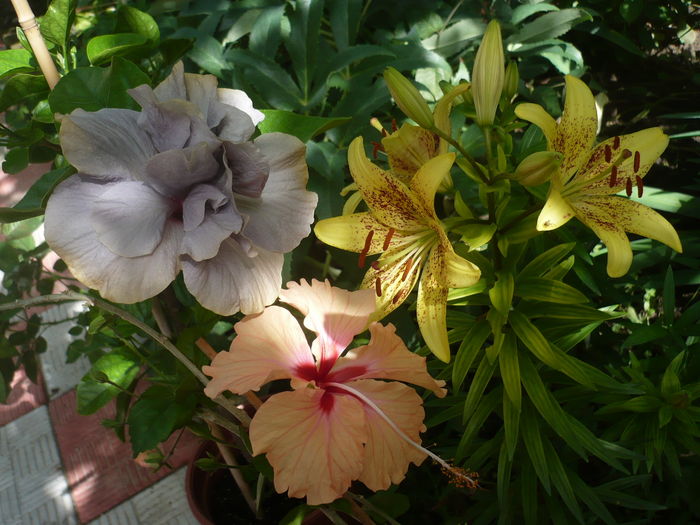 P1270327 - HIBISCUSI 2016-2