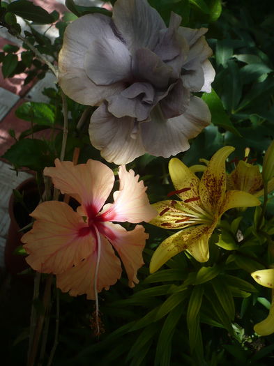 P1270328 - HIBISCUSI 2016-2