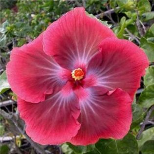 Tahitian Pretty Boy - Hibiscus Gommer