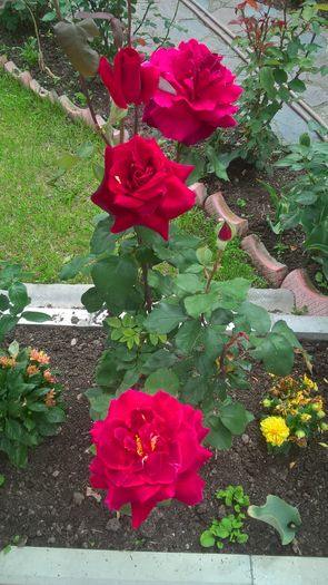 WP_20160617_12_39_53_Pro