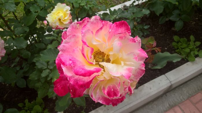 WP_20160617_12_39_45_Pro