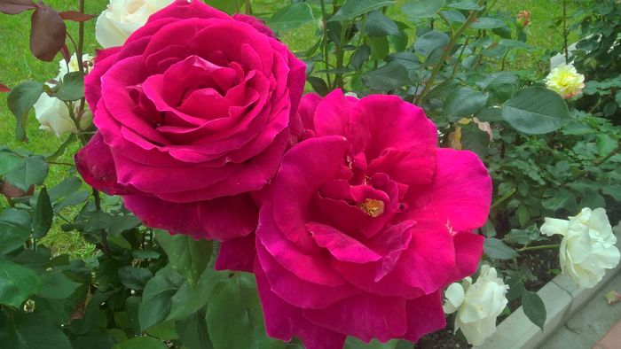 WP_20160617_12_39_40_Pro