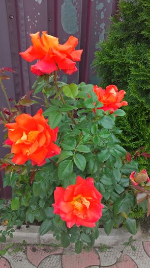 WP_20160617_12_37_12_Pro