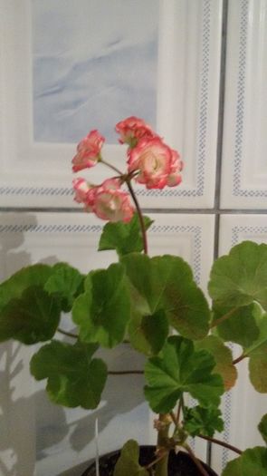 20160617_184734 - Muscata Appleblossom Rosebud 2017