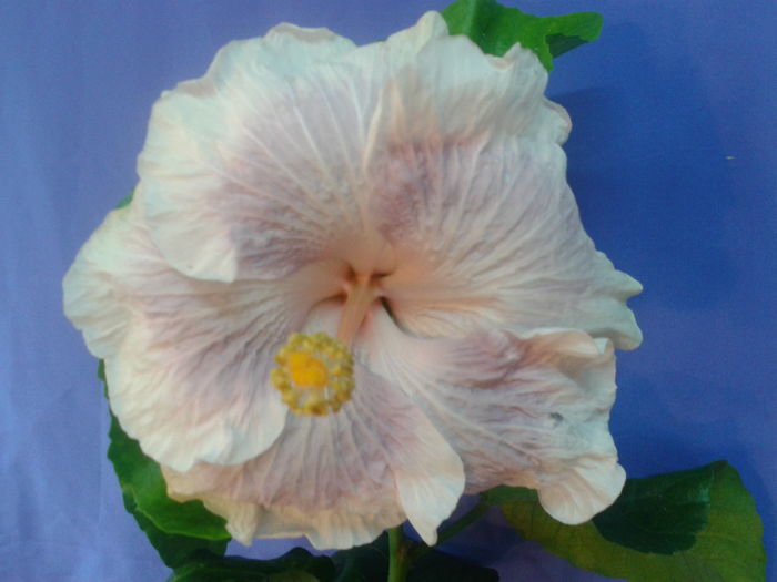 Fotografie0711 - HIBISCUS 2016