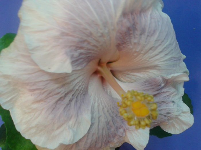 Fotografie0709 - HIBISCUS 2016