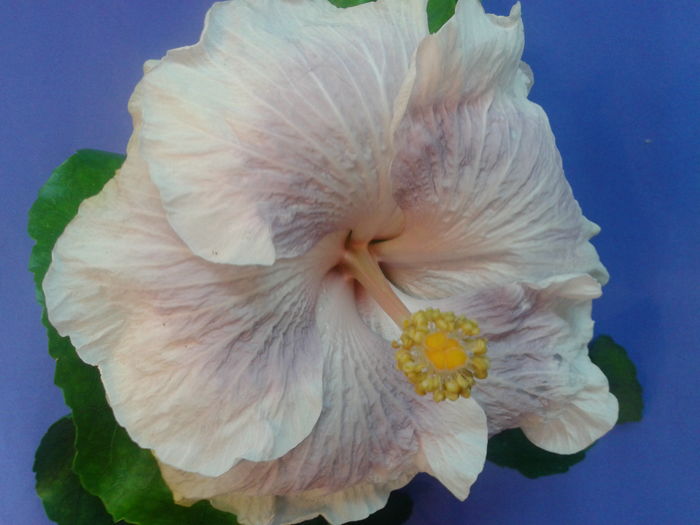 Fotografie0708 - HIBISCUS 2016