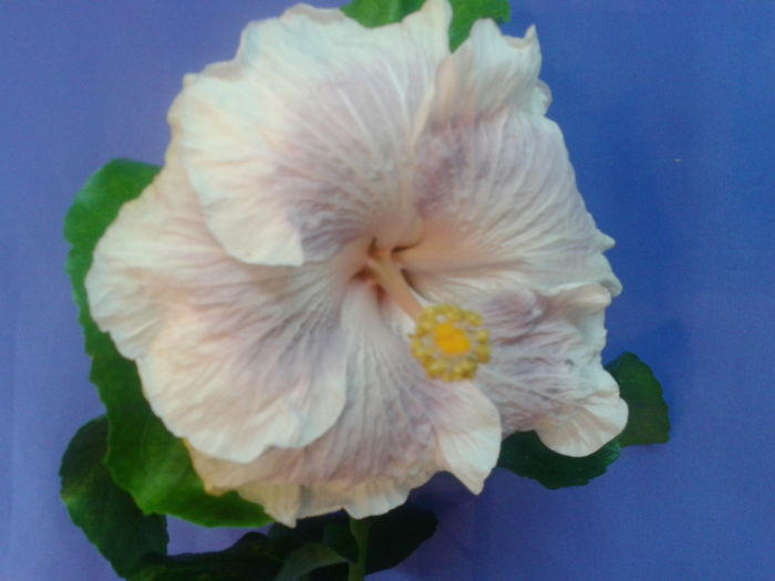 Fotografie0707 - HIBISCUS 2016