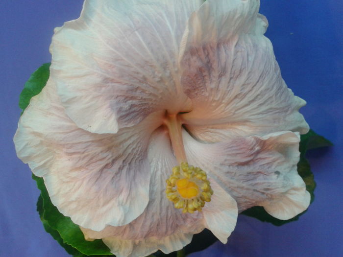 Fotografie0704 - HIBISCUS 2016