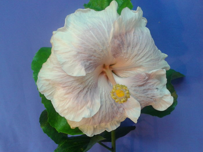 Fotografie0703 - HIBISCUS 2016