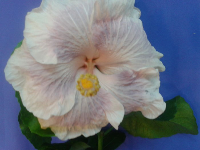 Fotografie0700 - HIBISCUS 2016