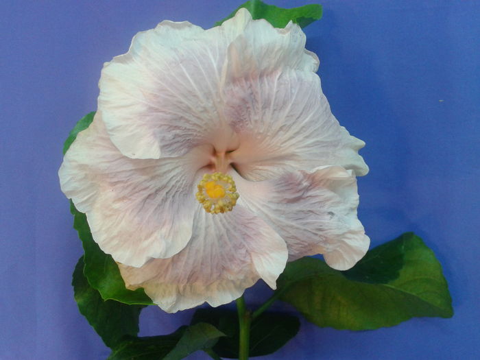 Fotografie0699 - HIBISCUS 2016