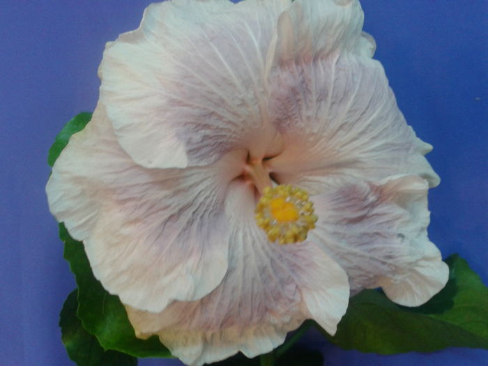 Fotografie0698 - HIBISCUS 2016