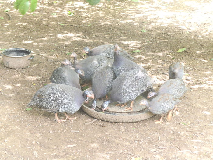 DSCF8889 - bibilicile mele