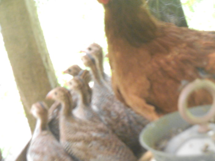 DSCF8923 - bibilicile mele