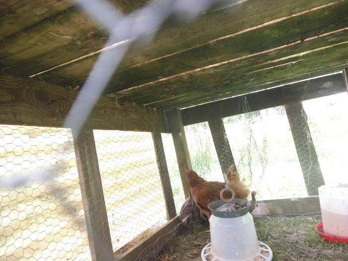 DSCF8925 - bibilicile mele