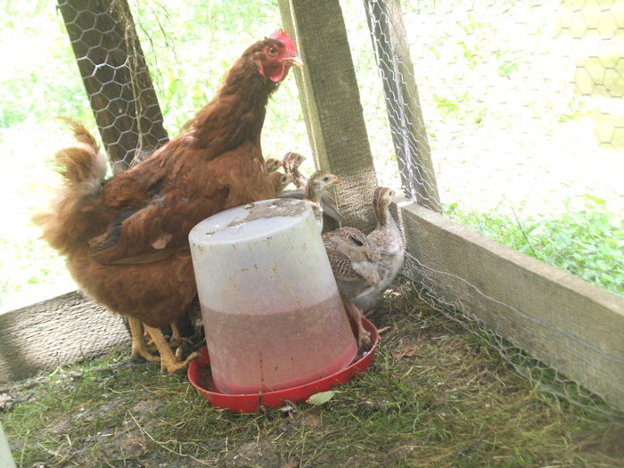 DSCF8927 - bibilicile mele