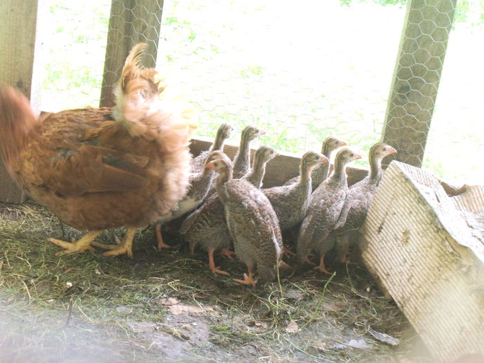 DSCF8930 - bibilicile mele