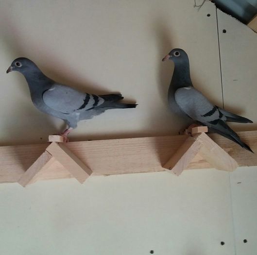 edited_1464208461027