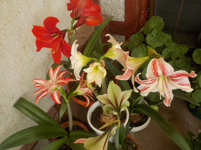 DSCN0175[1] - Amarilisii mei