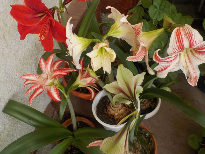 DSCN0176[1] - Amarilisii mei