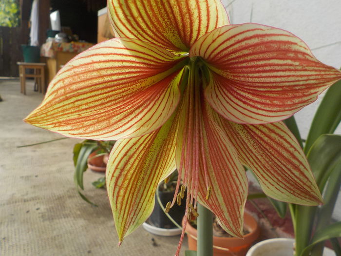 exotic star - Amarilisii mei