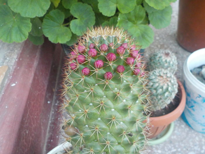 DSCN0172[1] - CACTUSI si SUCULENTE