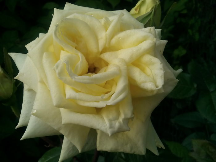 IMG_20160603_065846 - 2016 Trandafiri